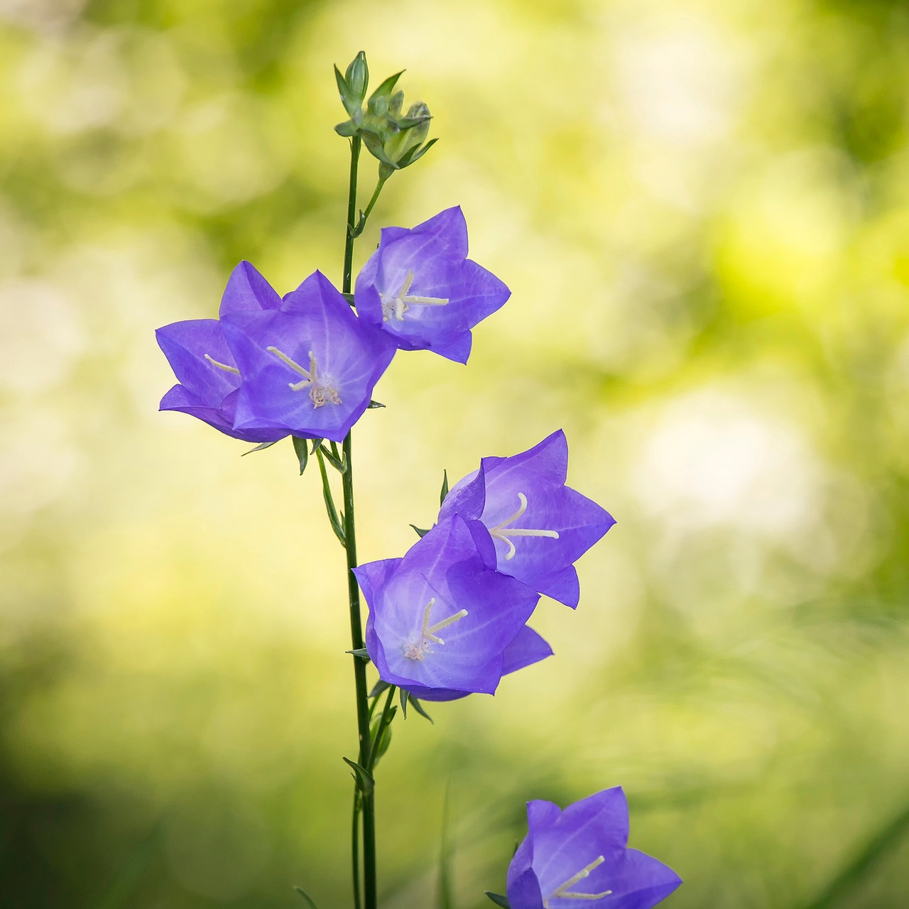 campanula flower essence