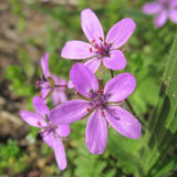 fillaree flower essence