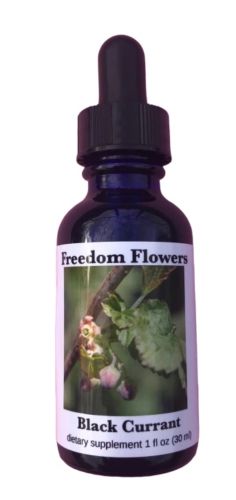 black-currant-flower-essence__02465